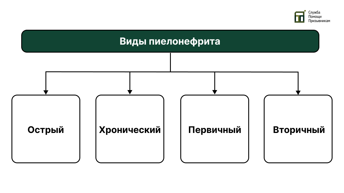 Виды пиелонефрита у призывников